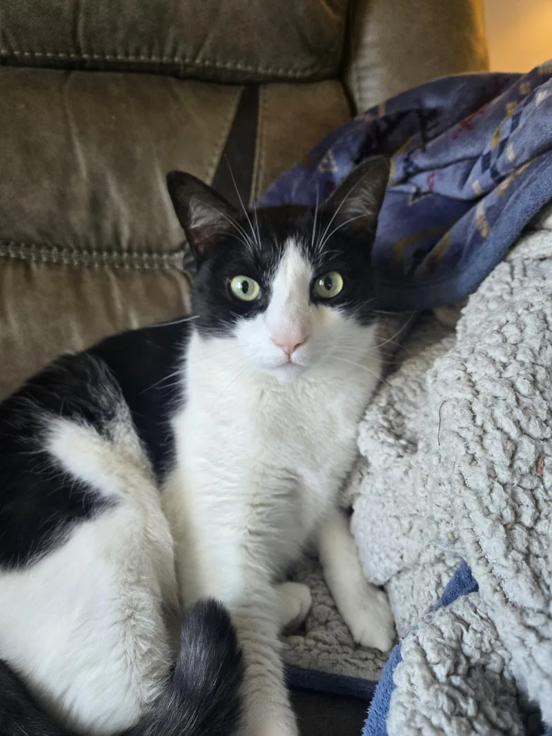 An adult medium-sized male Black & White / Tuxedo Domestic Short Hair cat named Abe for adoption in Apollo, PA