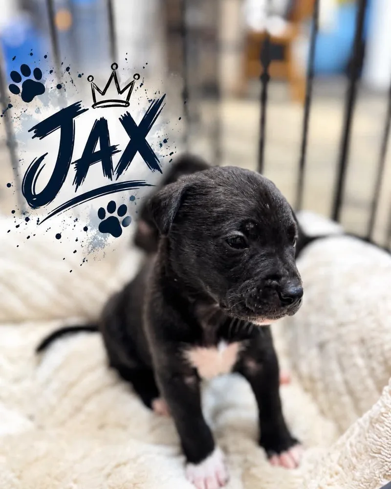 A baby large-sized male Golden Retriever dog named Jax for adoption in Grand Bay, AL