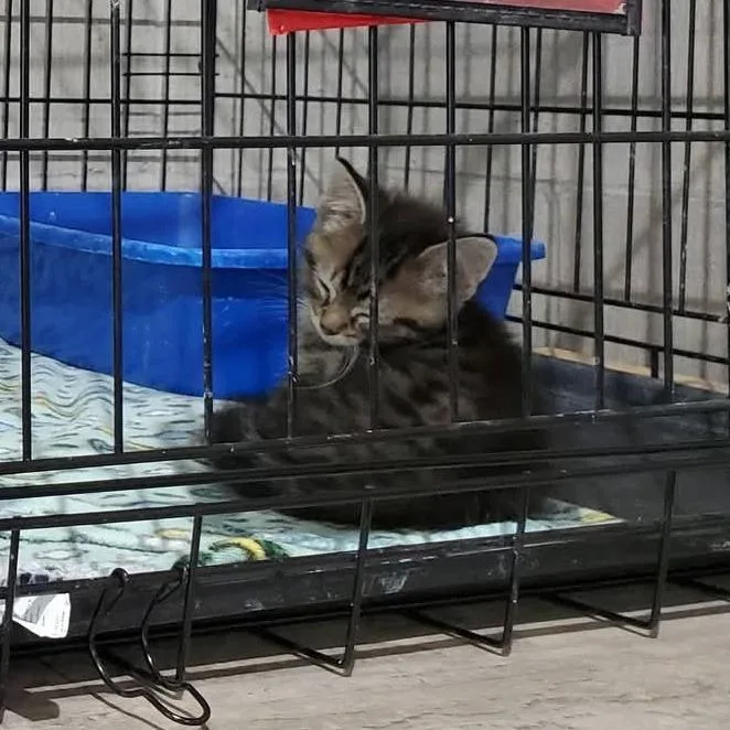 A baby small-sized male Black Domestic Medium Hair cat named Whiskey for adoption in Mondovi, WI