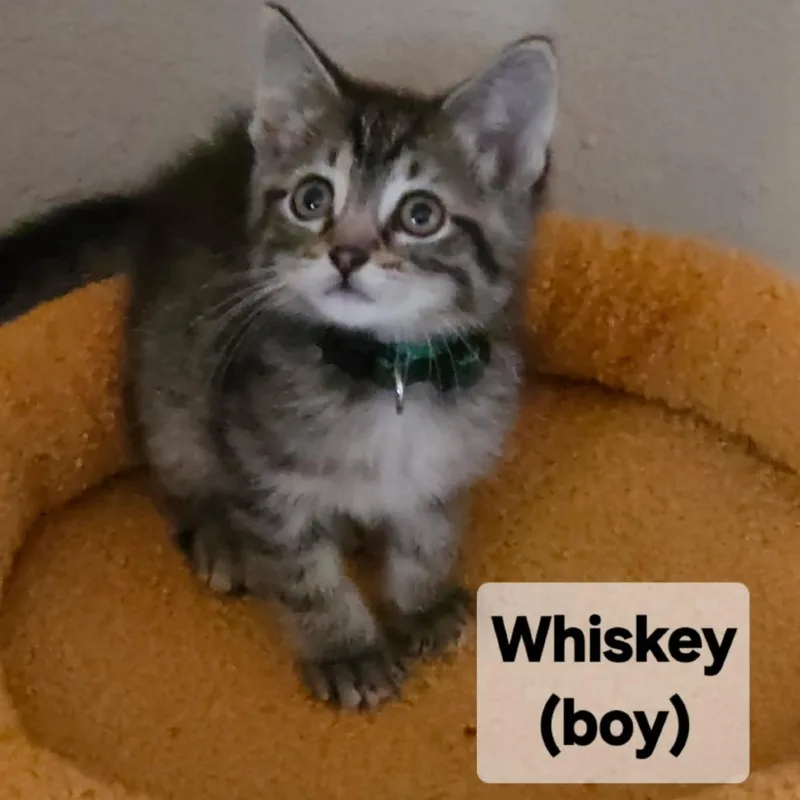 Whiskey thumbnail 2