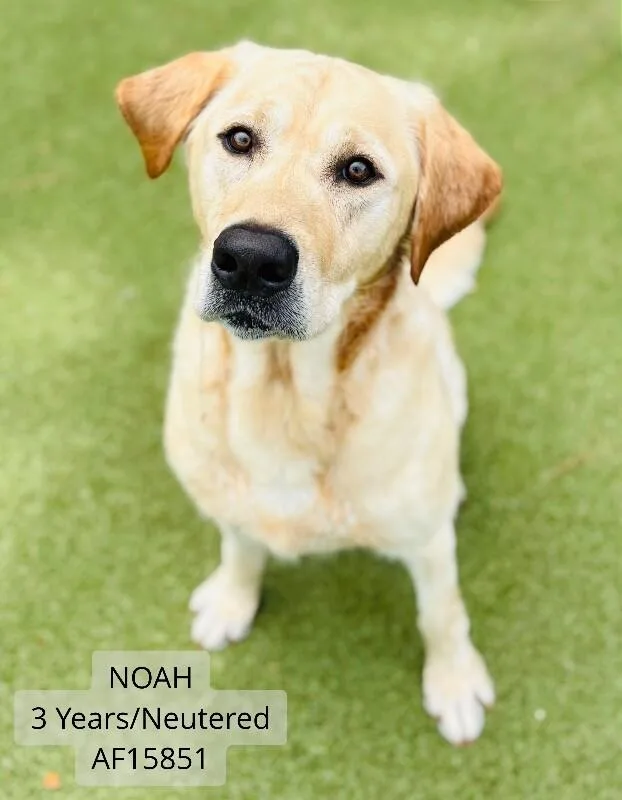 Noah