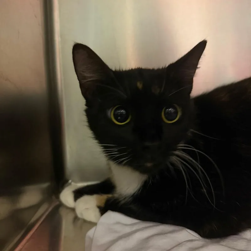 An adult medium-sized female Black Domestic Short Hair cat named Maki for adoption in Chattanooga, TN