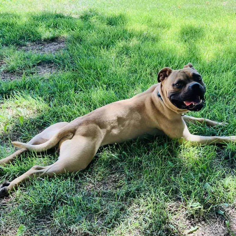 An adult medium-sized male Yellow / Tan / Blond / Fawn Pit Bull Terrier dog named Leo for adoption in Wichita, KS