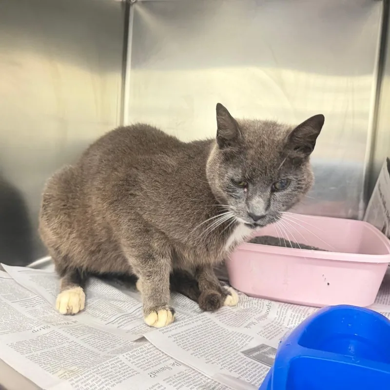 An adult medium-sized male Gray / Blue / Silver Domestic Short Hair cat named Orym for adoption in Auburn, AL