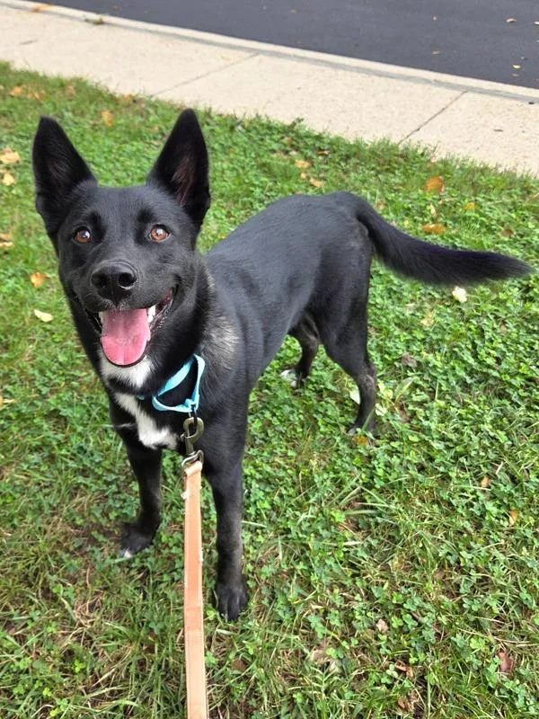 A young medium-sized female German Shepherd Dog dog named Perplexity for adoption in Millersville, MD