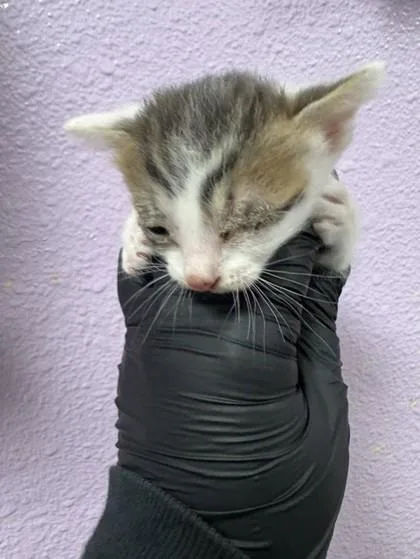 A baby small-sized female Gray / Blue / Silver Domestic Short Hair cat named 61384745 for adoption in El Paso, TX