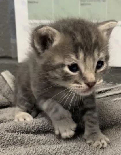 A baby medium-sized male Domestic Short Hair cat named Lucky Ireland for adoption in West Chester, PA