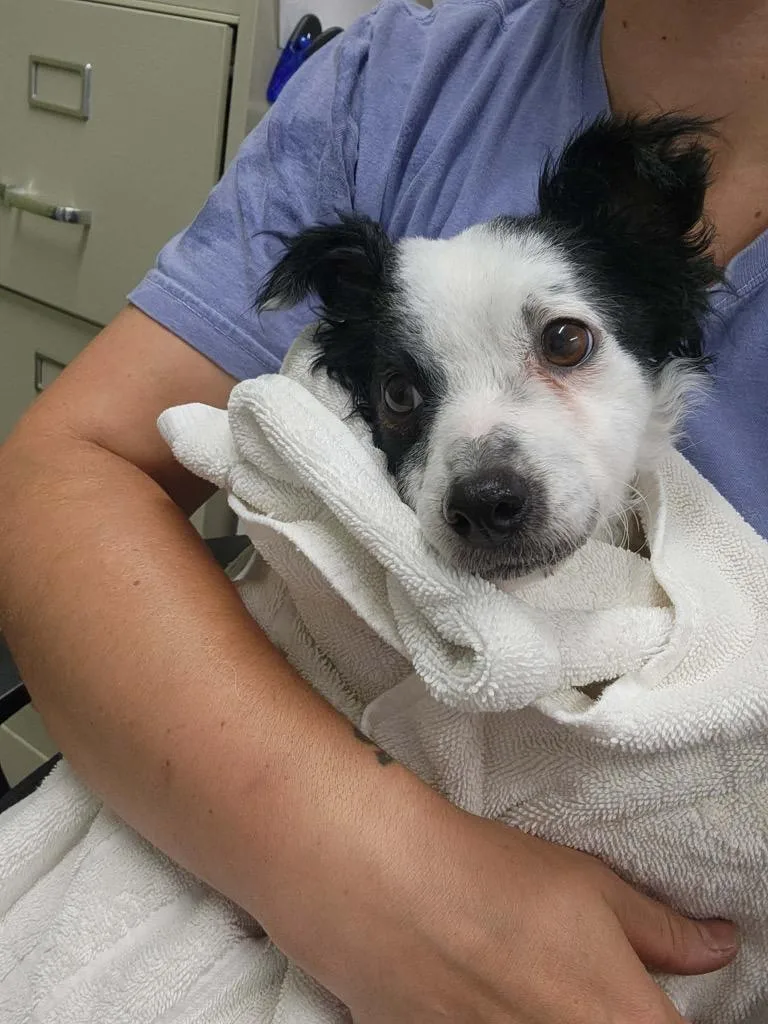 An adult medium-sized female Papillon dog named Lil Zoe for adoption in Auburn, IN
