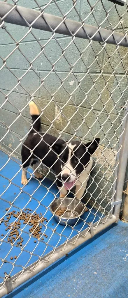 A young medium-sized male Border Collie dog named Elvis Pawsley Hold Until for adoption in Danielsville, GA