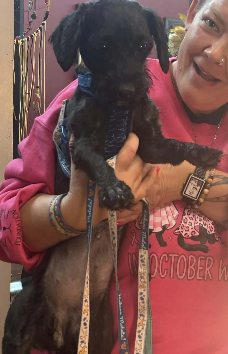A young medium-sized female Poodle dog named Zinny for adoption in hinckley, IL