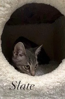 A baby medium-sized female Domestic Short Hair cat named Slate for adoption in Spring Lake, NJ