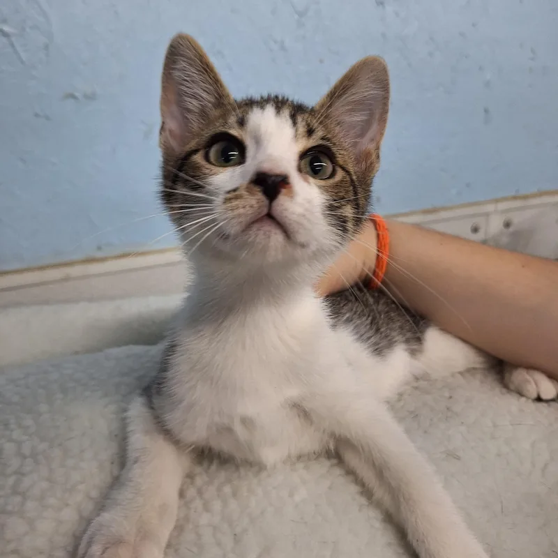 A baby medium-sized male Domestic Short Hair cat named Leroy for adoption in Clarinda, IA