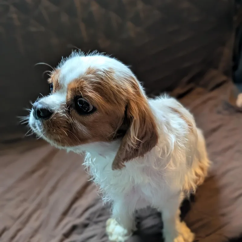 An adult small-sized female Cavalier King Charles Spaniel dog named Lilah for adoption in Danville, VT