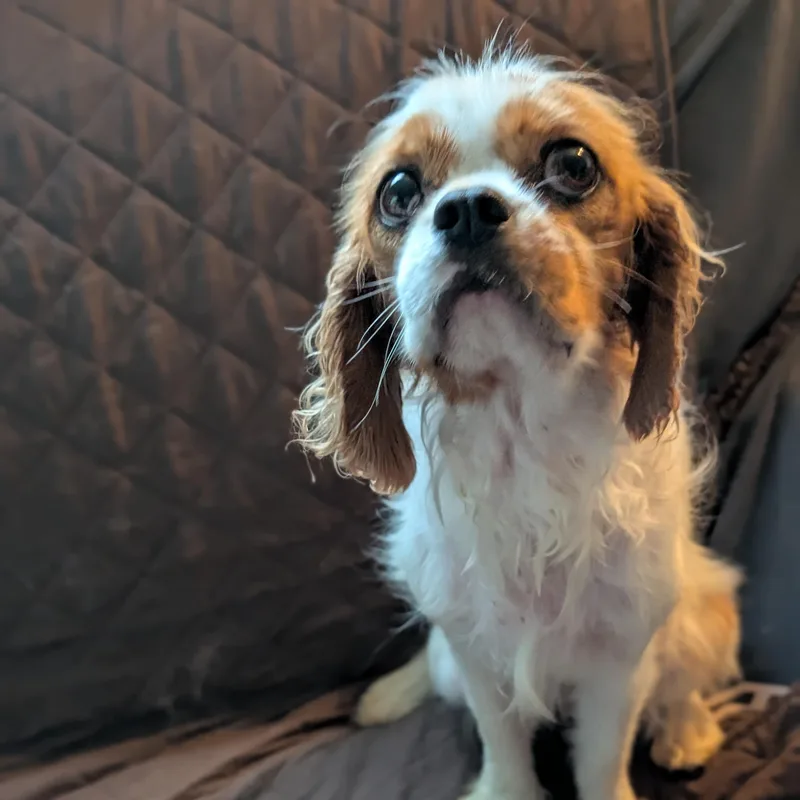 Lilah thumbnail 3