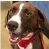 A senior small-sized male Pointer dog named Bronco for adoption in Fairfax, VA