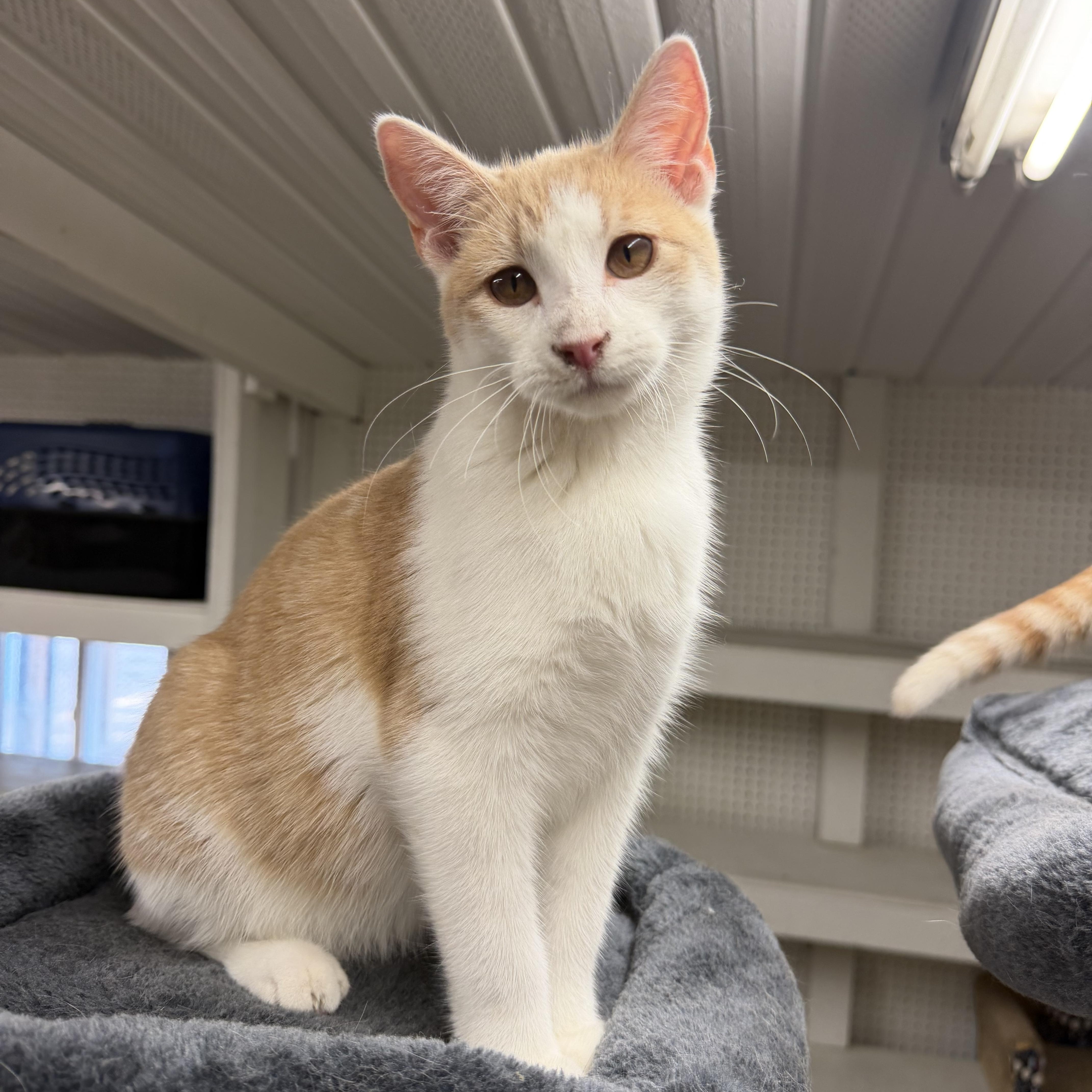 A young small-sized female Buff & White Domestic Short Hair cat named Mango for adoption in Mauston, WI