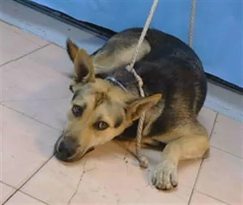 A young medium-sized female German Shepherd Dog dog named A for adoption in Gardena, CA