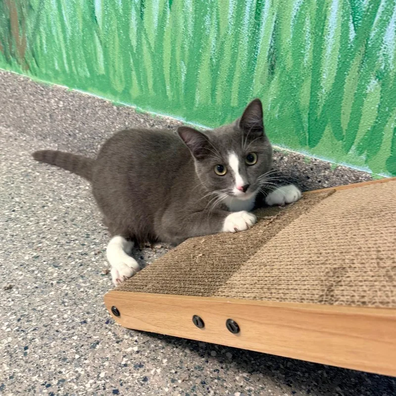 An adult medium-sized male Domestic Short Hair cat named Forrest for adoption in Hendersonville, NC