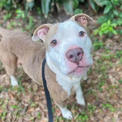 An adult medium-sized male Yellow / Tan / Blond / Fawn Mixed Breed dog named Gucci for adoption in Jacksonville, FL