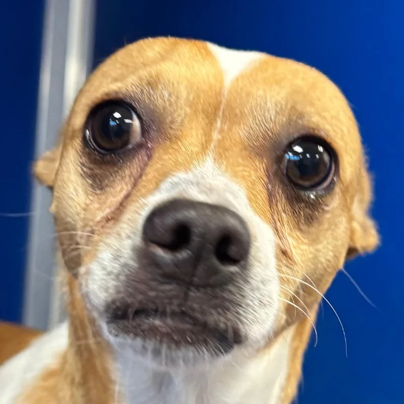 An adult small-sized male White / Cream Mixed Breed dog named Chips for adoption in Las Cruces, NM