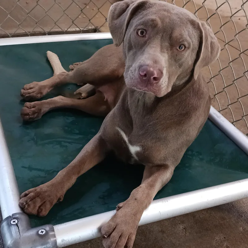 An adult medium-sized female Pit Bull Terrier dog named Willow for adoption in Saint Marys, WV