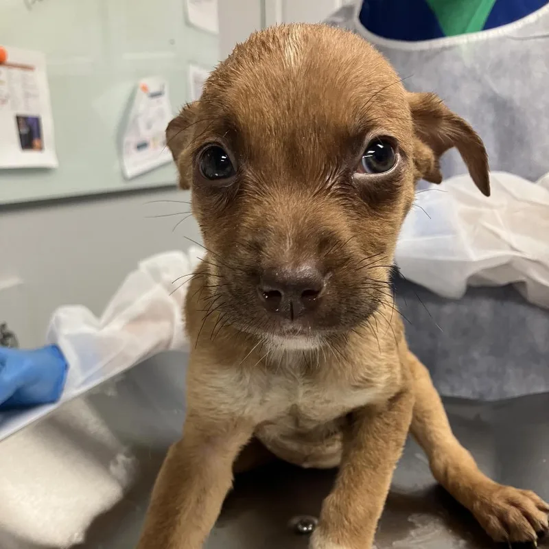 A baby small-sized female Brown / Chocolate Mixed Breed dog named Charmander for adoption in Greenville, SC