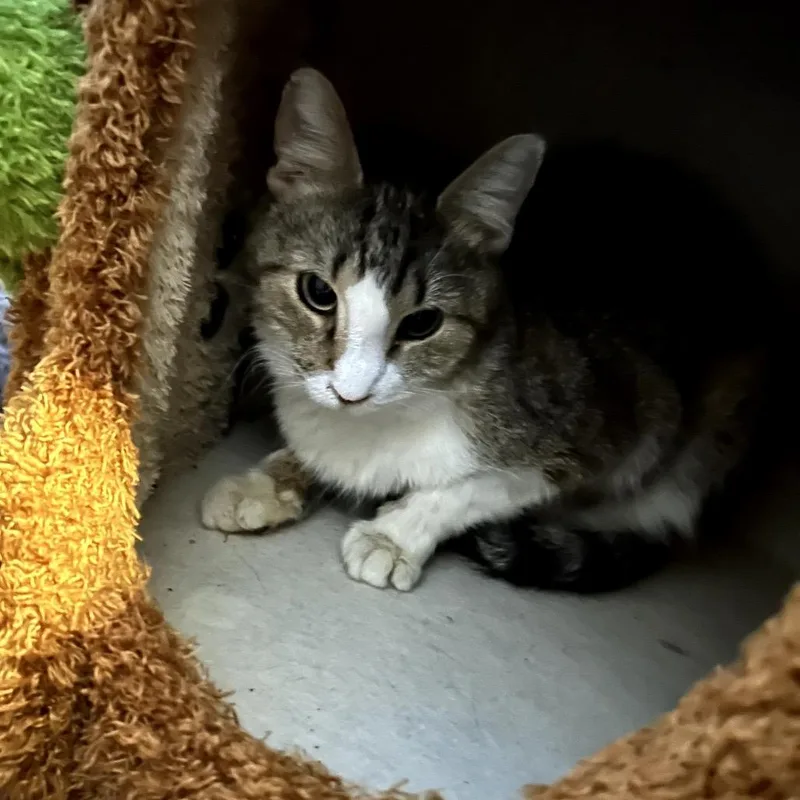 An adult small-sized female Brown / Chocolate Domestic Short Hair cat named Marty for adoption in Midland, TX