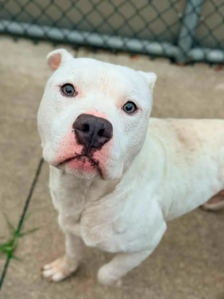 An adult medium-sized male White / Cream Pit Bull Terrier dog named Shoestring for adoption in Chicago, IL