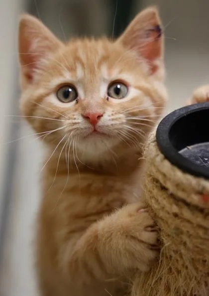 A baby medium-sized female Domestic Short Hair cat named Emma for adoption in Verona, WI
