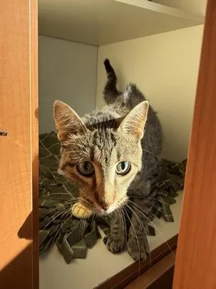 An adult large-sized female Domestic Short Hair cat named Pip Squeak for adoption in Pequot Lakes, MN
