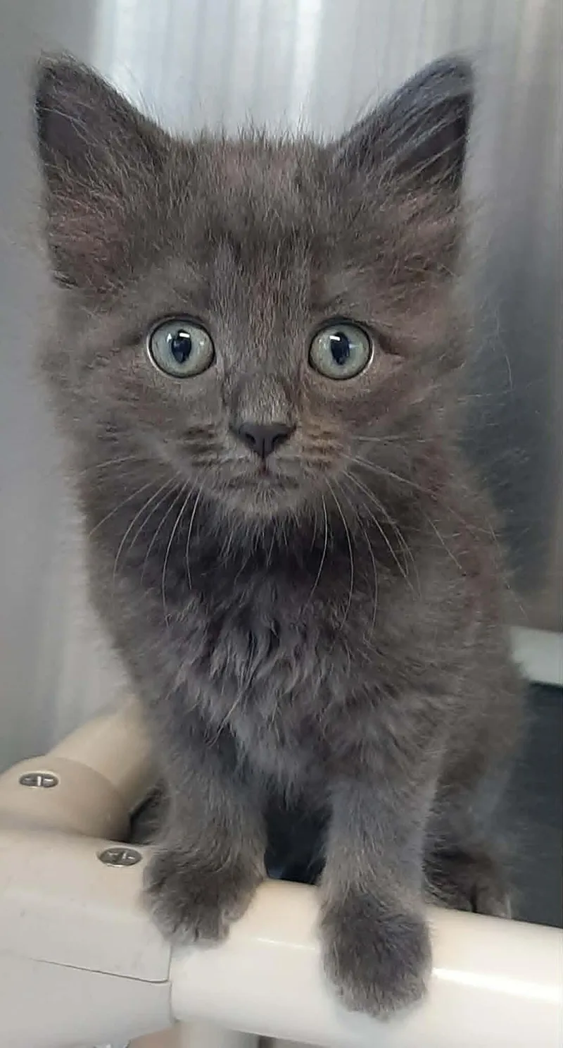 A baby medium-sized female Tabby (Gray / Blue / Silver) Domestic Short Hair cat named Peaches for adoption in Georgetown, OH