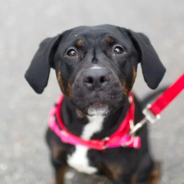 An adult medium-sized female Black Labrador Retriever dog named Nala for adoption in Dover, NH