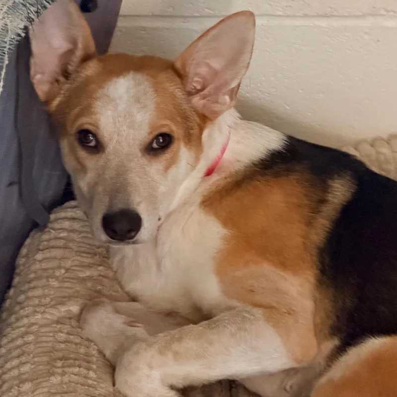 A young small-sized female Yellow / Tan / Blond / Fawn Cattle Dog dog named Andi for adoption in Columbus, GA