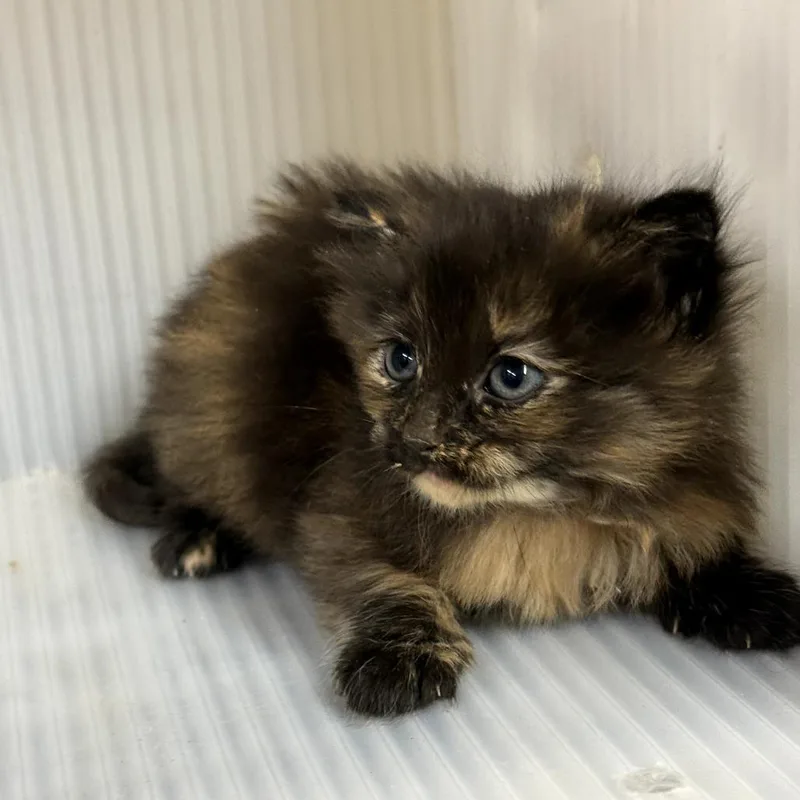 A baby small-sized female Tortoiseshell Domestic Long Hair cat named Bing for adoption in Pauls Valley, OK