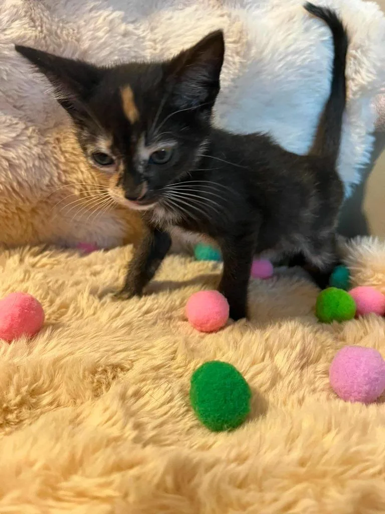 A baby small-sized female Domestic Short Hair cat named Twix for adoption in Sebastian, FL