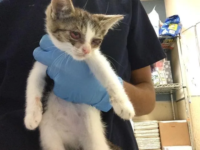 A baby small-sized female Domestic Short Hair cat named Asa for adoption in Riverside, CA