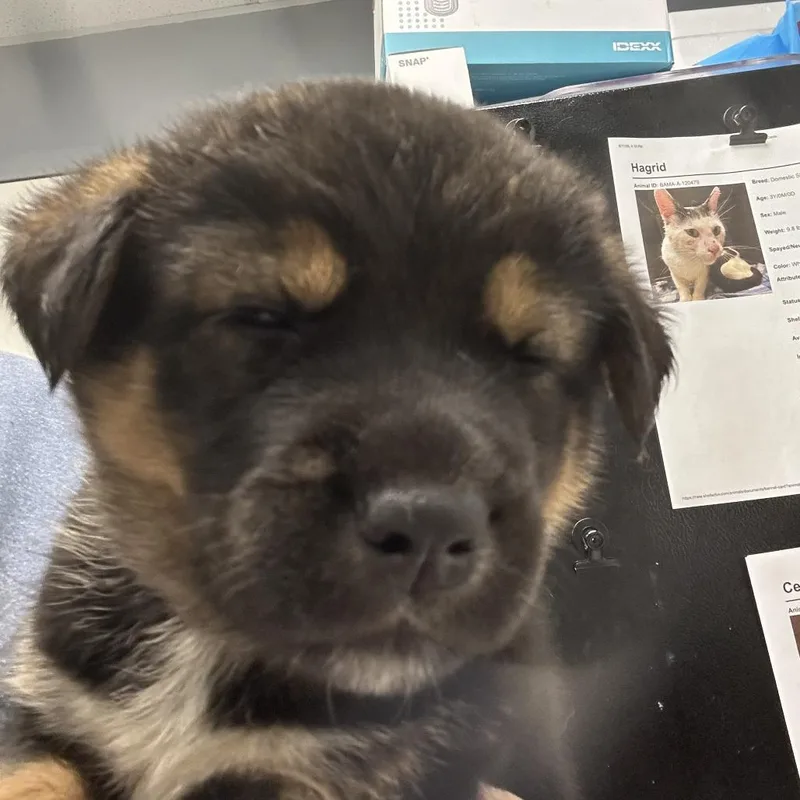 A baby small-sized male Black Husky dog named Wyatt for adoption in Birmingham, AL