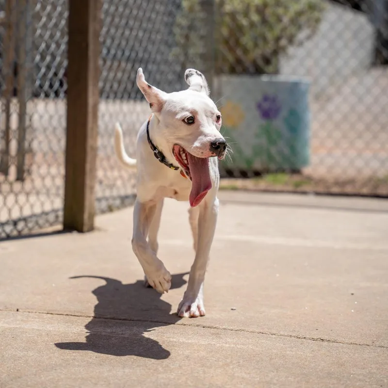 A young medium-sized female White / Cream Terrier dog named Lilo for adoption in Gainesville, GA