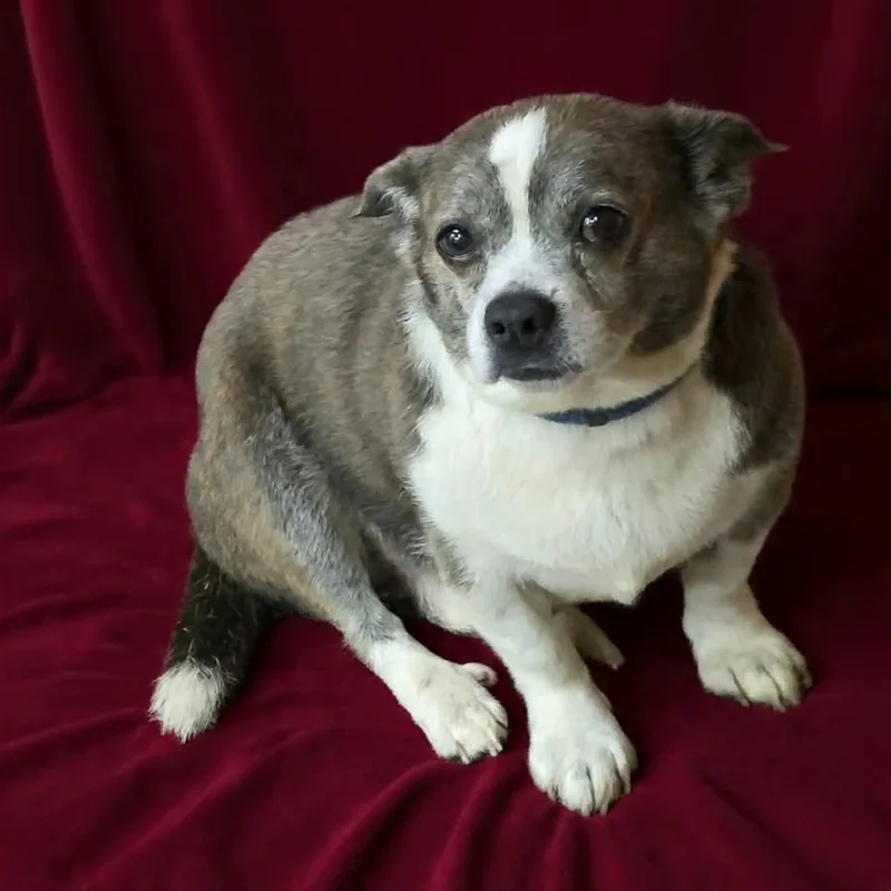 A senior small-sized male Yellow / Tan / Blond / Fawn Pug dog named Tippy for adoption in Wheelersburg, OH