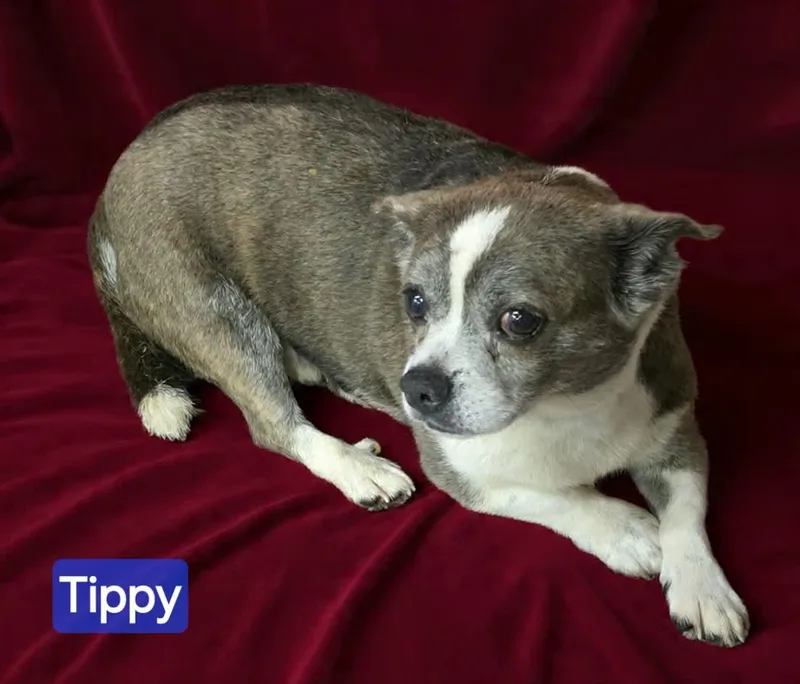 Tippy thumbnail 2