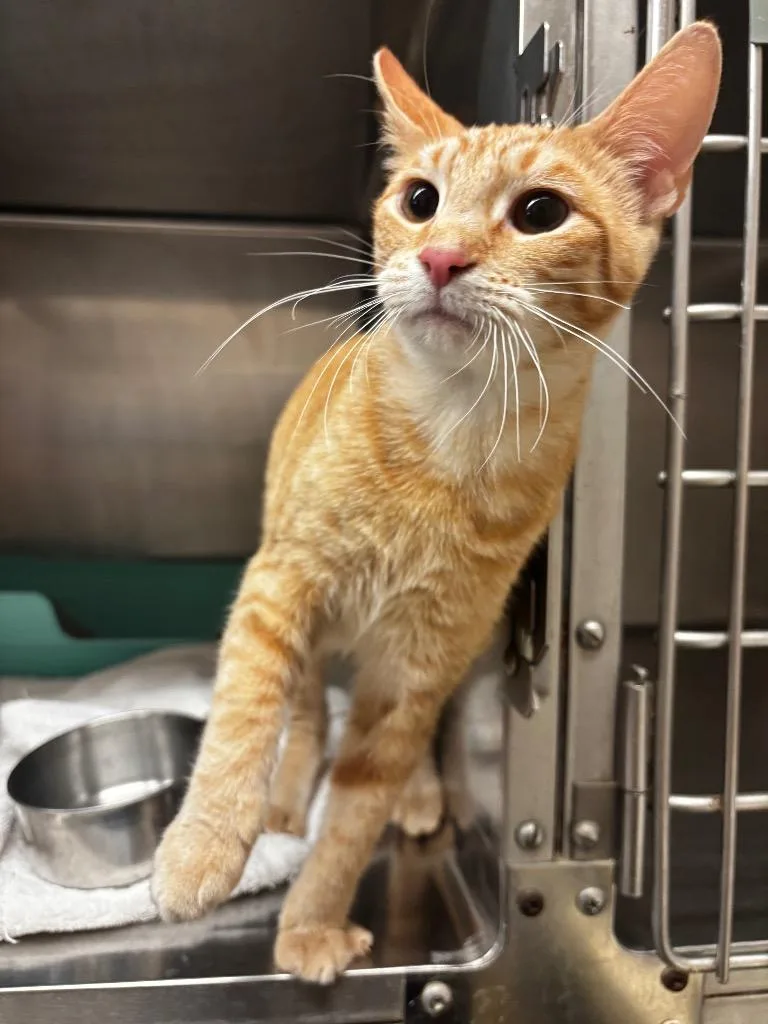 A young medium-sized male Domestic Short Hair cat named Fezz for adoption in Lima, OH