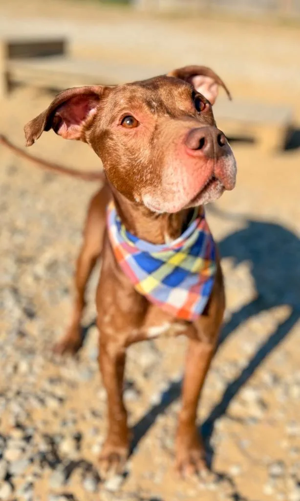 An adult medium-sized male Chocolate Labrador Retriever dog named Guiness for adoption in Muskegon, MI