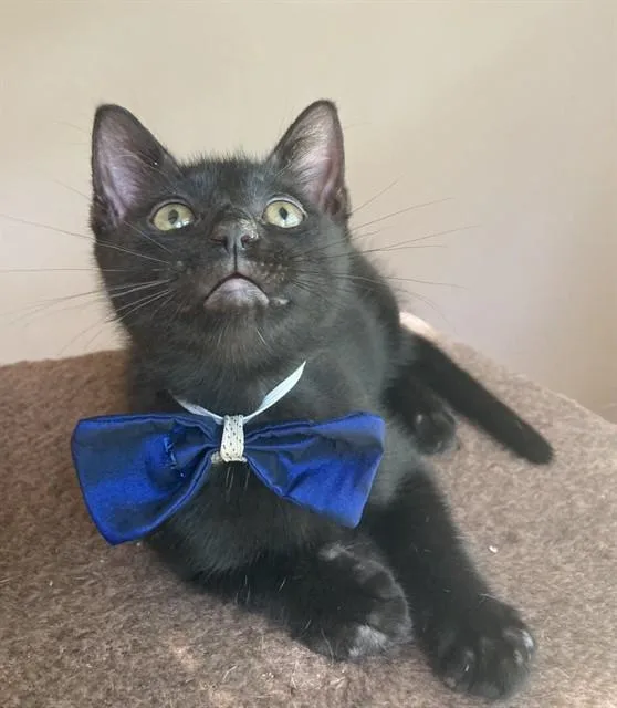 A baby small-sized male Domestic Short Hair cat named Kairo for adoption in Upper Marlboro, MD