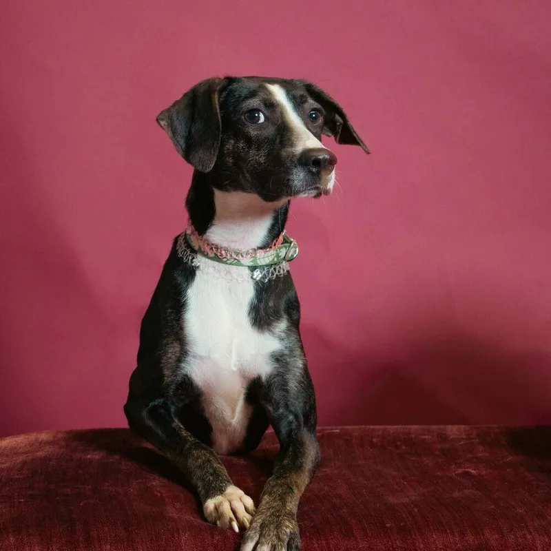 Birdie May thumbnail 3