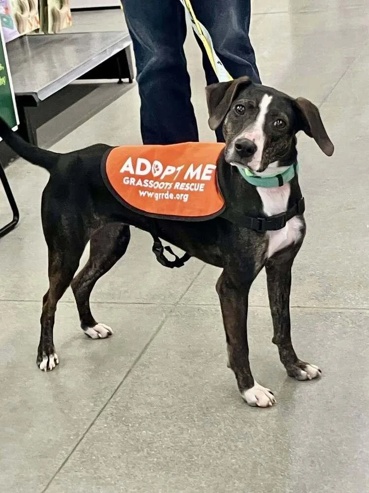 Birdie May thumbnail 4