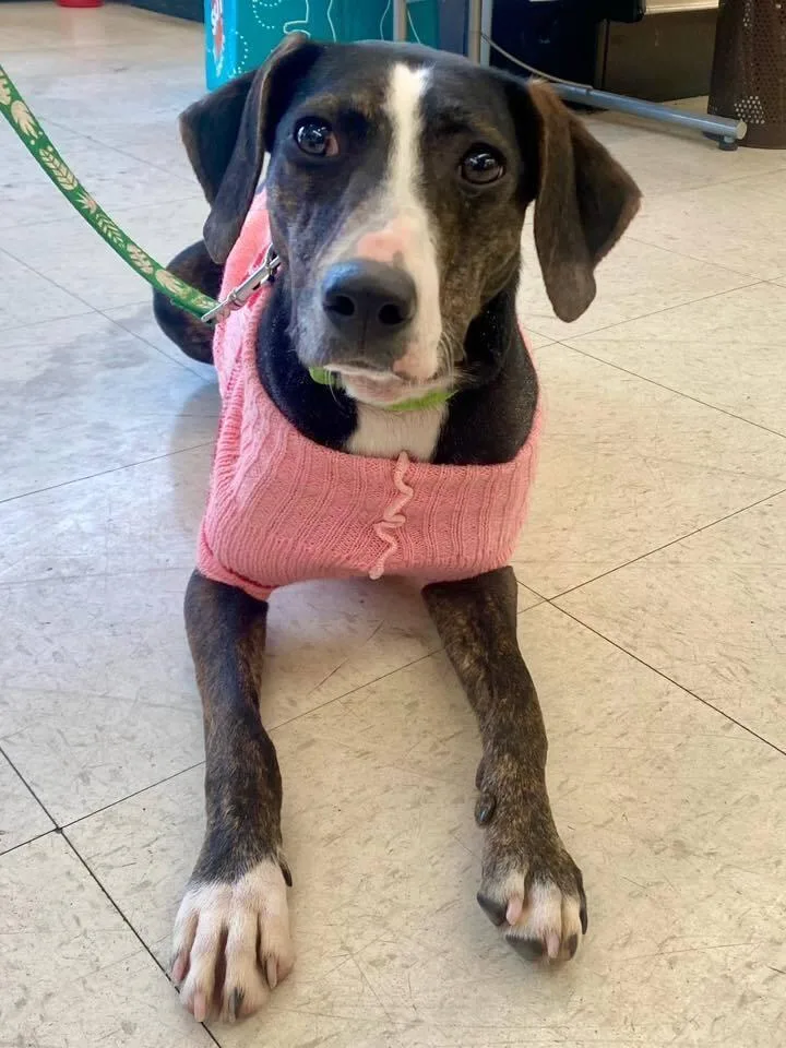 Birdie May thumbnail 5