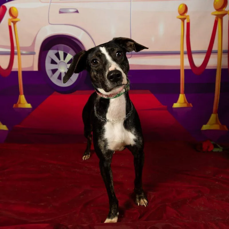 Birdie May thumbnail 6