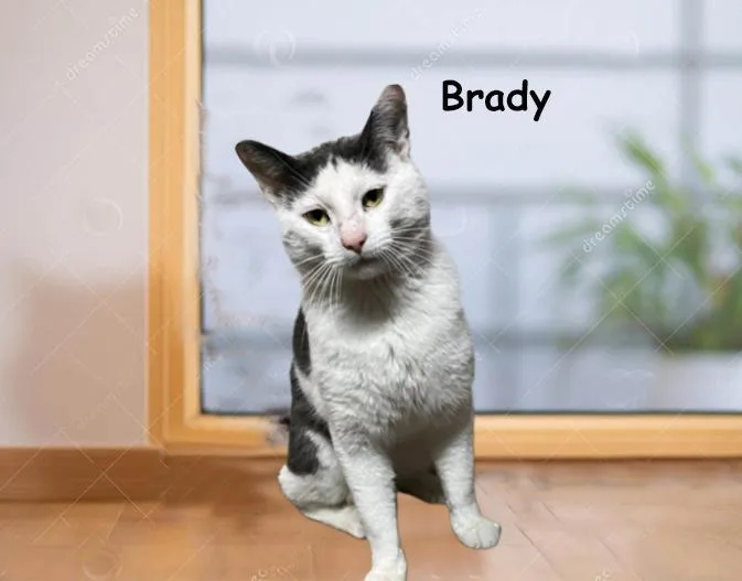 Brady  Avo thumbnail 2