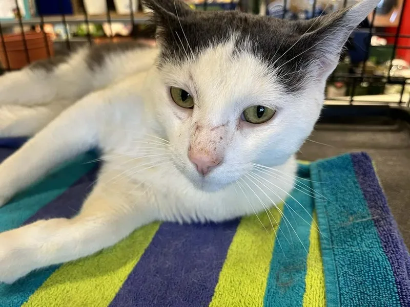 Brady  Avo thumbnail 3