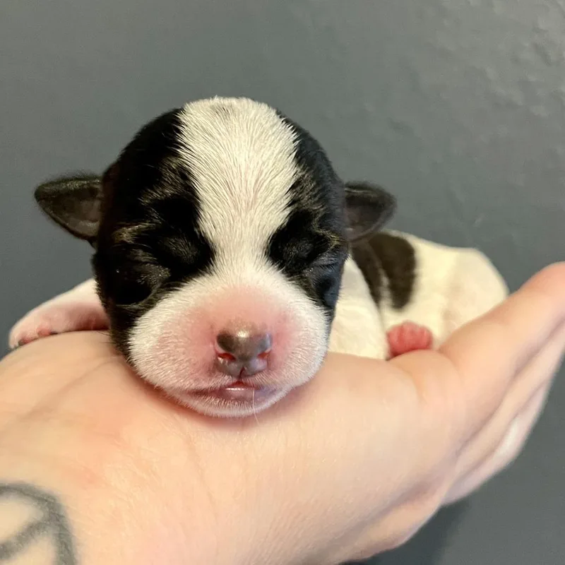 A baby small-sized female White / Cream Terrier dog named Minnie for adoption in Durango, CO